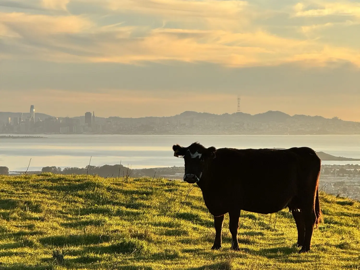 A cow grazing at golden hour on the open hillside above Richmond and San Francisco Bay at the proposed Wildcat Flow Trail site, a working cattle landscape rather than pristine wilderness