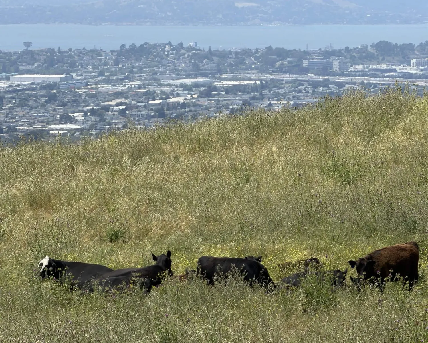 The proposed trail corridor today: cattle grazing on open grassland above Richmond with San Francisco Bay in the background