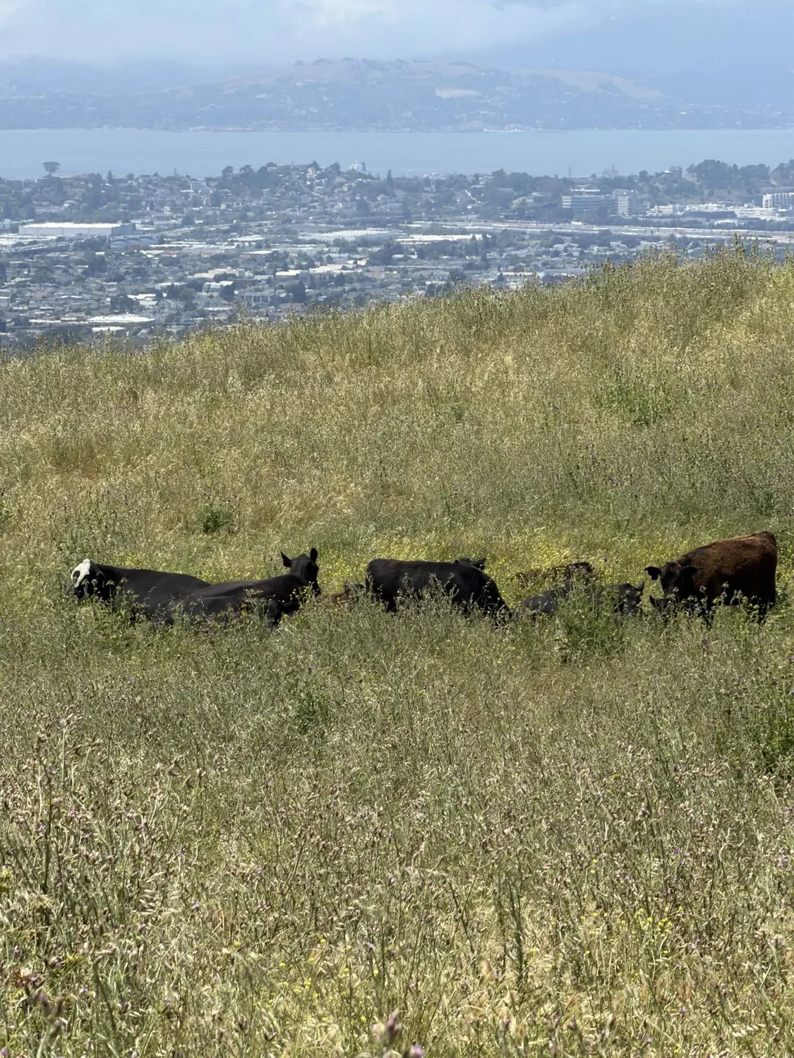 Cattle grazing on open grassland at the proposed trail site with views of Richmond and San Francisco Bay