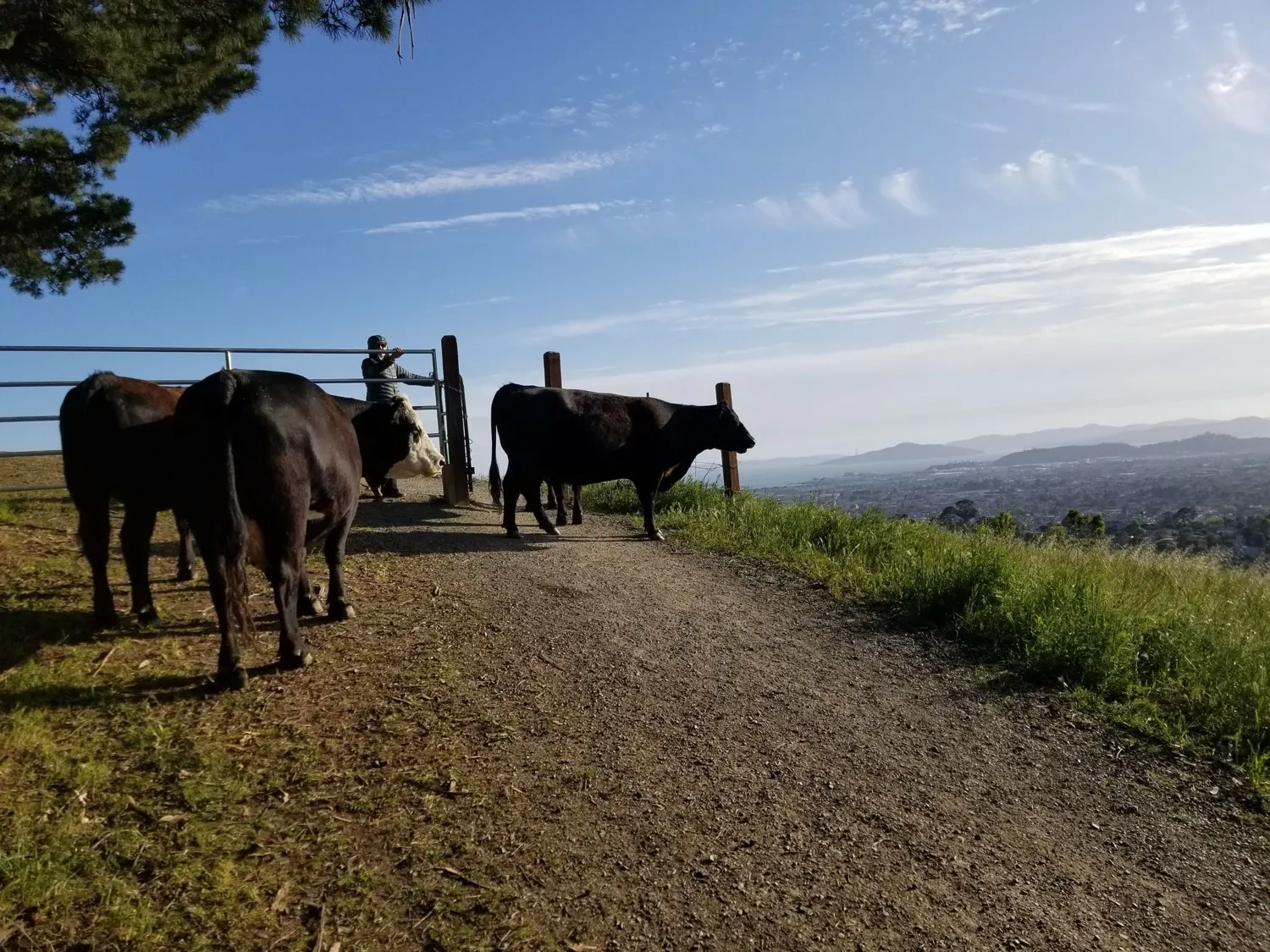Cattle at Wildcat Canyon near the proposed flow trail site — active ranch land, not pristine wilderness