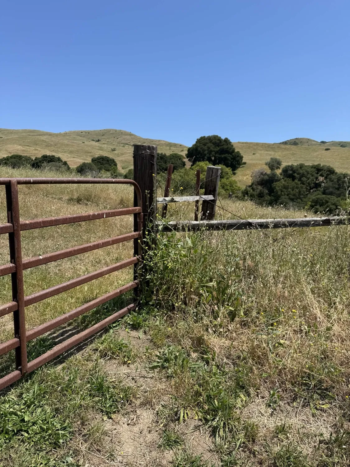 Rusted cattle gate and barbed wire fencing — ranching infrastructure throughout the trail corridor