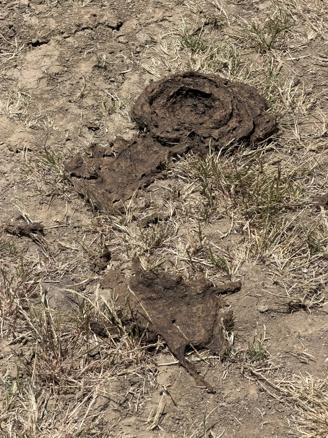 Cow patty on the trail surface at the proposed flow trail corridor — working ranch land
