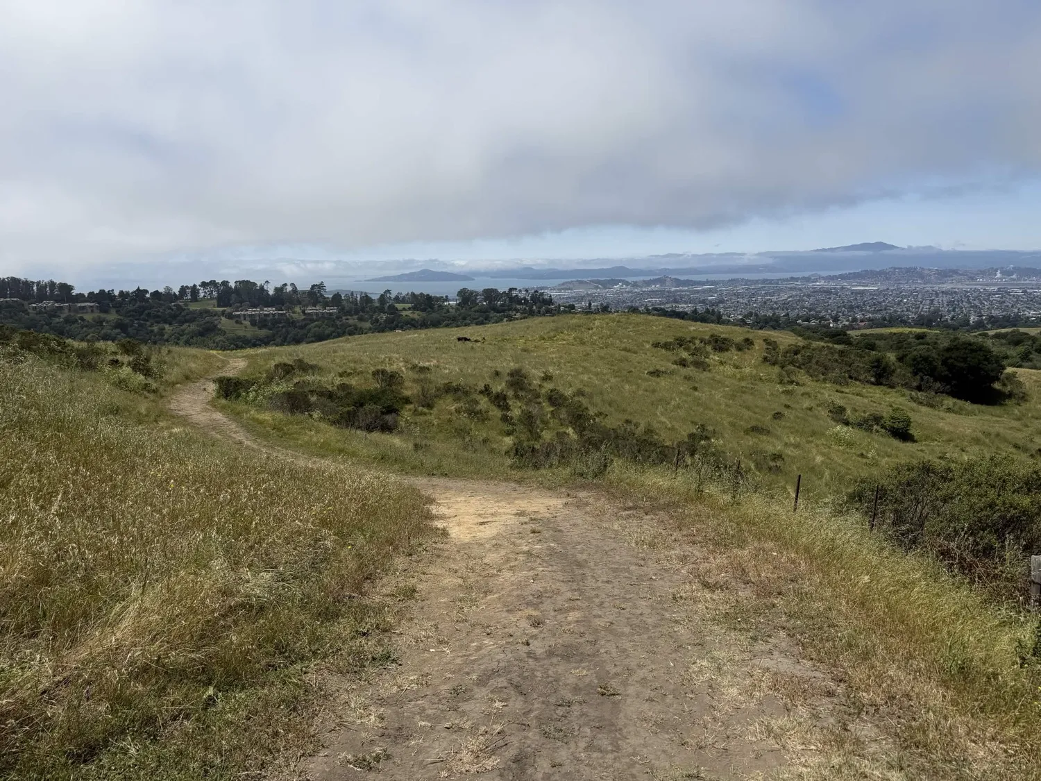Panoramic view from Mezue fire road showing open grassland above Richmond — an urban park, not wilderness