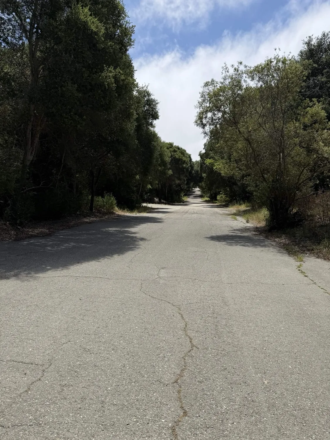 The main Wildcat Creek Trail — a wide paved road through the park, showing existing heavy infrastructure